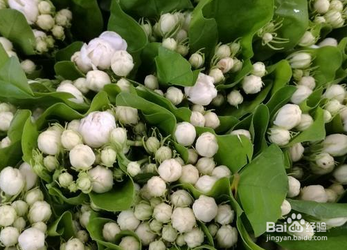 米兰花怎么繁殖