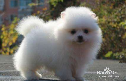 3个月的小博美怎么养