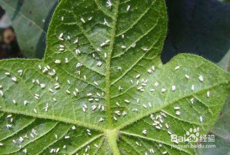 扶桑の花の葉の上で白い虫がどのように治療します 生活の小さな知識