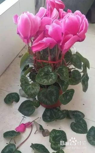 花怎么养才不会枯萎