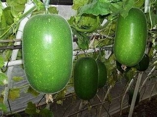 每天吃这些,什么美容和保健品都不用了(五)