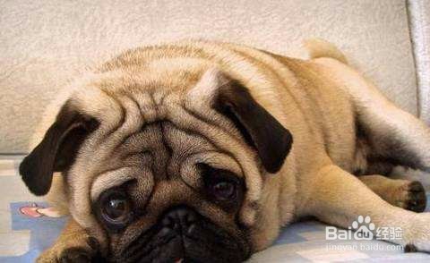 宠物老是打喷嚏怎么办？