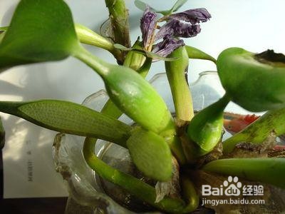 列举植物传播种子方法