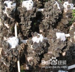 废弃木耳菌袋如何发酵