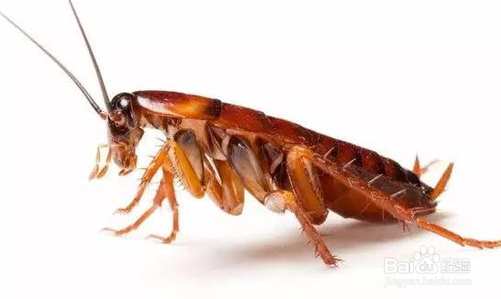 房间里蟑螂多怎么办