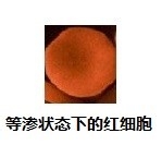探究红细胞渗透吸水和渗透失水原理的实验