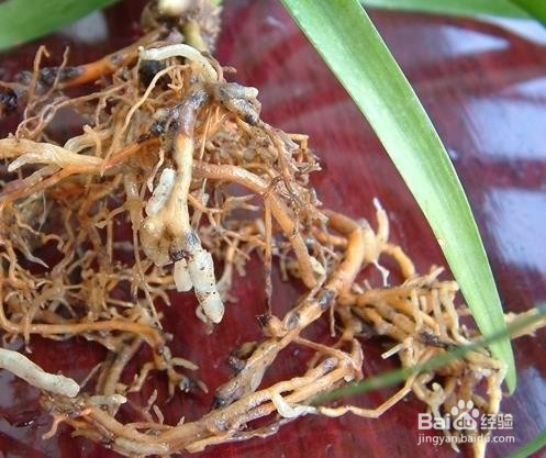 海南龙血树养护方法