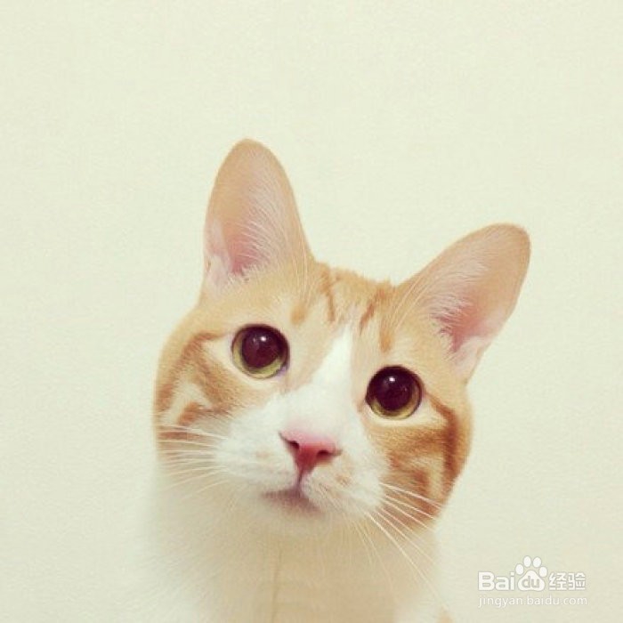 怎么养一只刚刚断奶的小猫咪