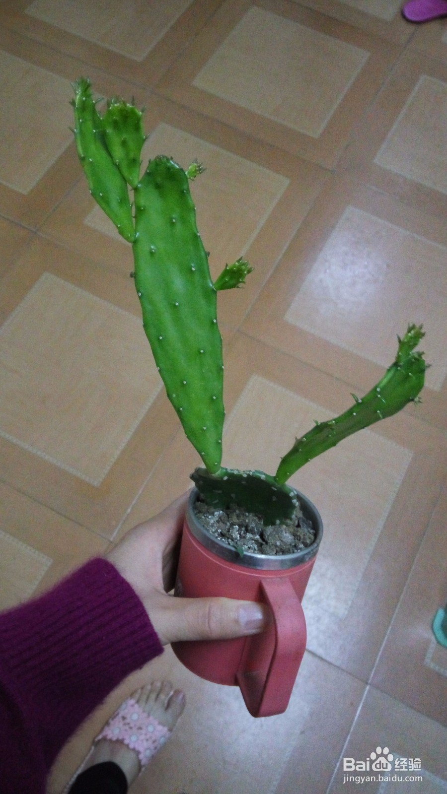养花的小技巧
