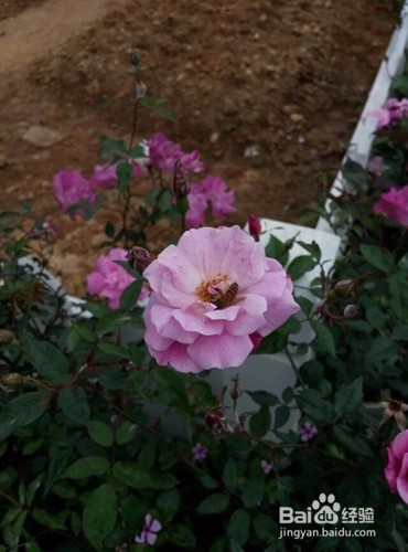 玫瑰海岸出行攻略