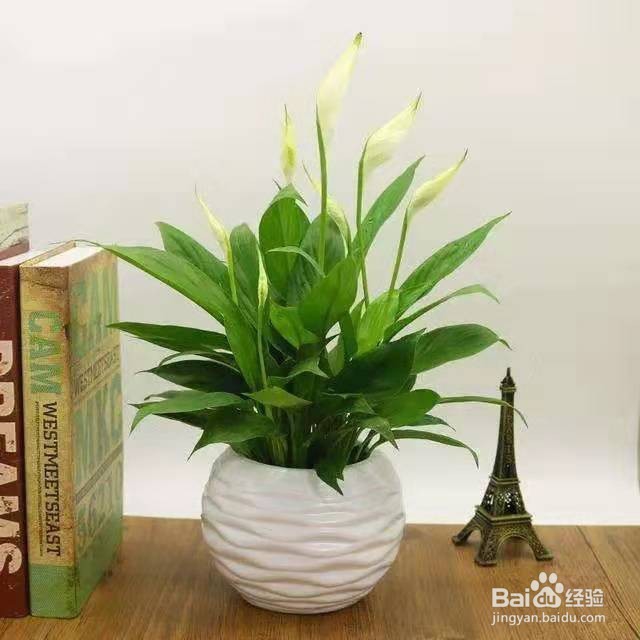 办公桌上放盆它，减轻工作压力，提高工作效率