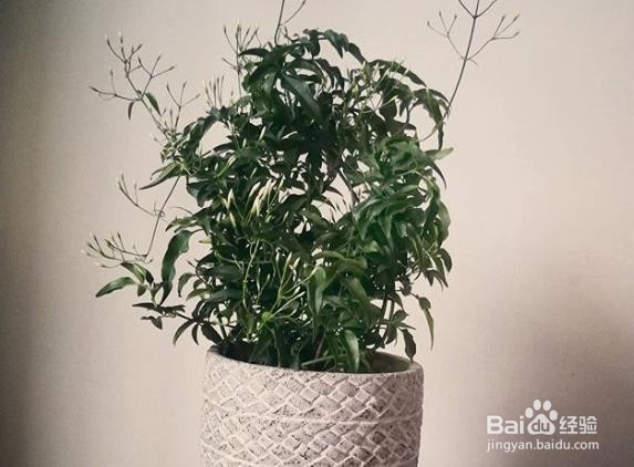 茉莉花仔怎么种