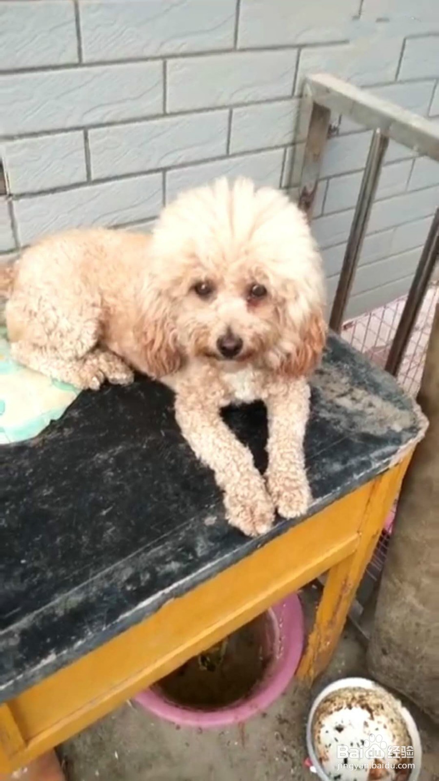 如何为家里的宠物狗洗澡