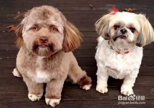 美人面犬的饲养方法 百度经验