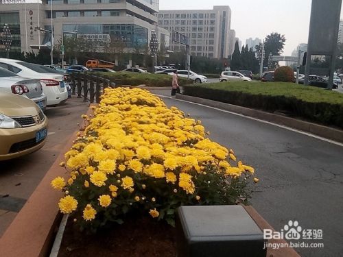 为什么冬天城市道路花坛放上装饰花 百度经验
