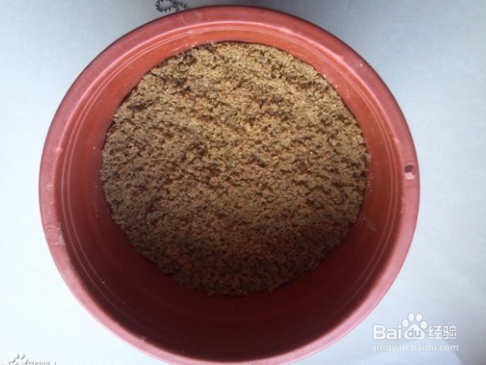 山茶花种子怎么种