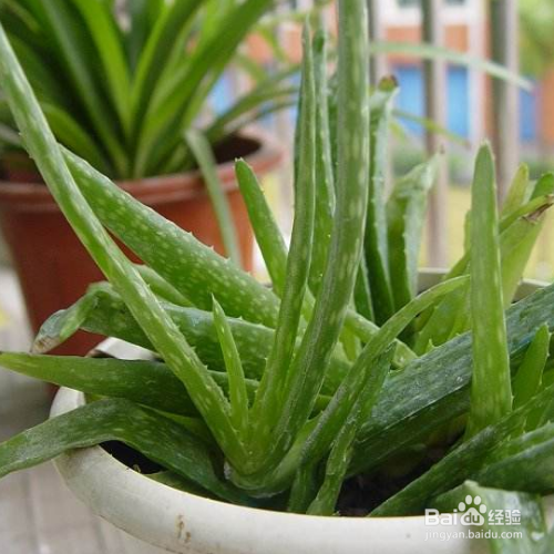 芦荟长黑斑应该怎么办呢？