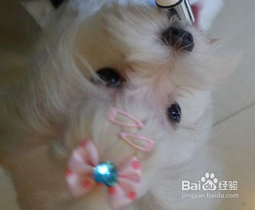 西施犬的美容护理