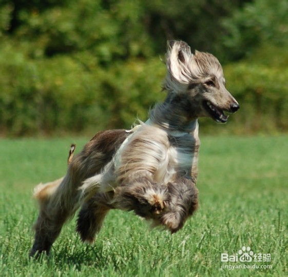 阿富汗猎犬拉肚子怎么办