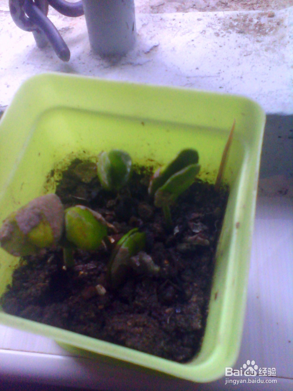 简单种植黄皮果盆栽