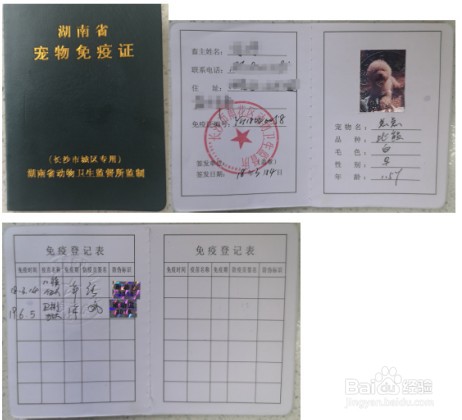 长沙办狗证 长沙狗证办理