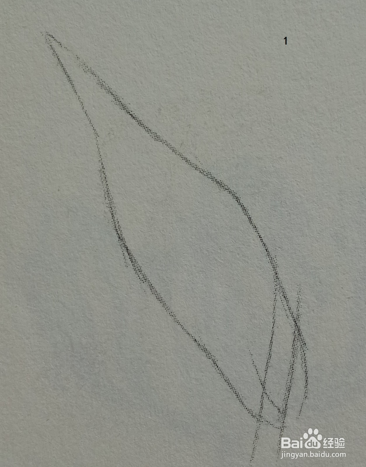 郁金香叶的基本画法（黑白花）