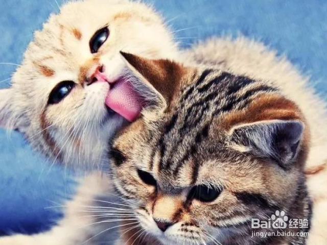 哪些猫适合老年人养?