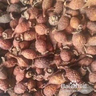 金樱子的栽培技术