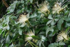 发财树开花吗,什么时间开花