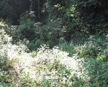 怎样应付野外旅游意外事故