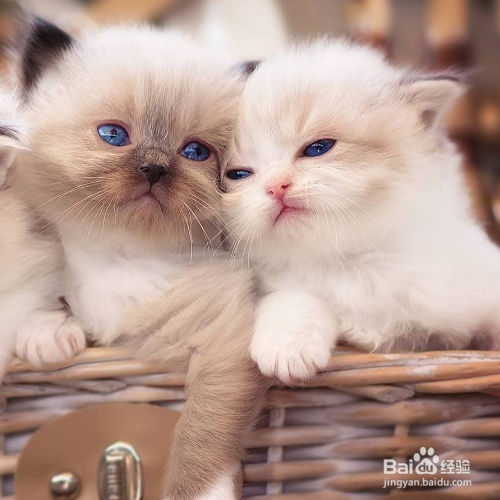 在照顾猫咪的时候需要注意哪些？