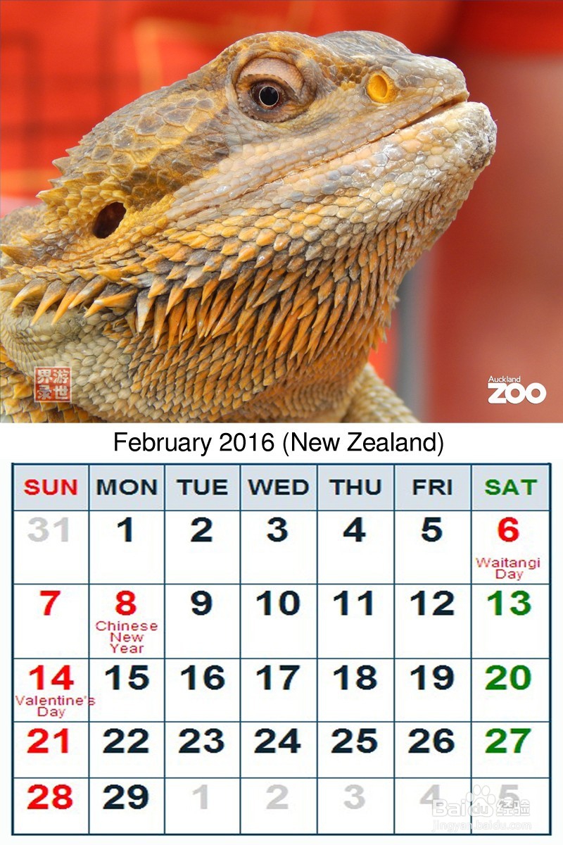 2016年 新西兰动物年历 原创