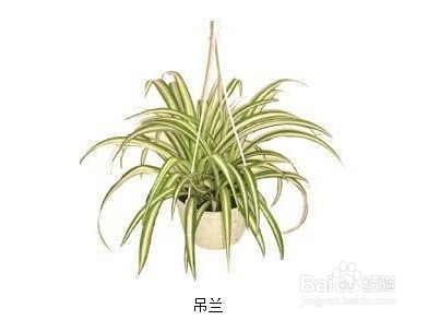 室内植物大全