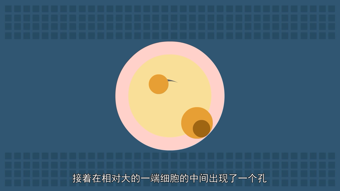 海绵动物为什么是动物进化史上的盲端