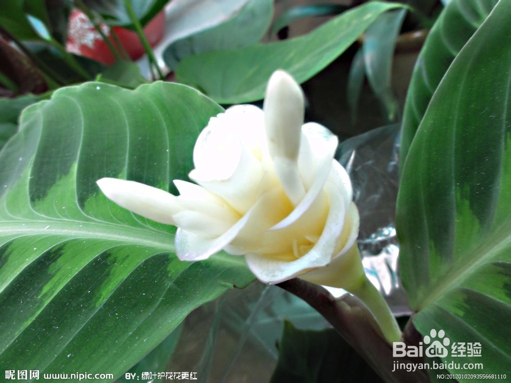 送男性朋友什么花好？