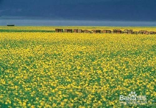 如何养蜂?养蜂的方法?