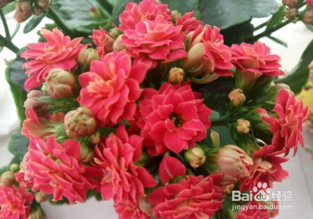 这些植物新手也可以养,轻松爆盆,不信你试试