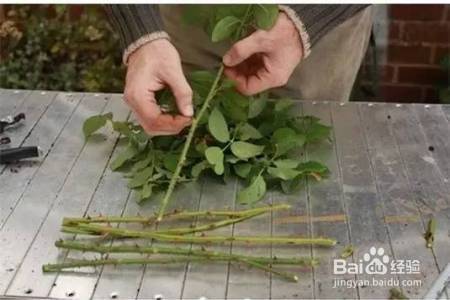 她把这个丢进花盆,植物不发黄不干枯多养好几年