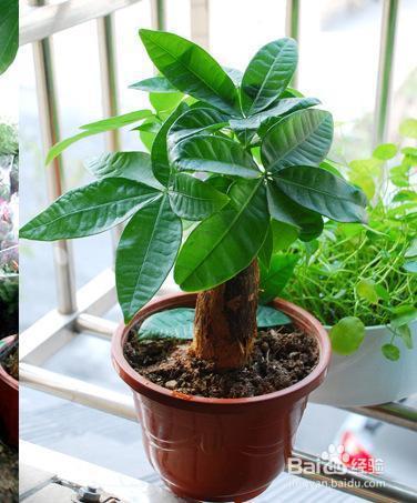 就这么做,让你家发财树叶绿枝粗,从此告别烂根!