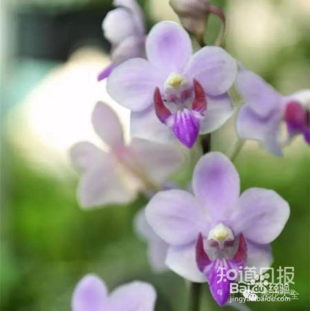 100种兰花品种图鉴，花开瞬间，艳冠群芳！