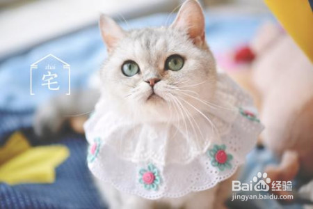 猫咪家庭体检指南!怎么检查你家猫咪的健康状况