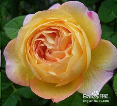 蓝妖：不可错过的经典灌木月季品种介绍