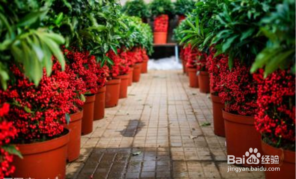 富贵满堂花怎么养