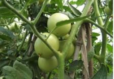 番茄常用整枝方法介绍