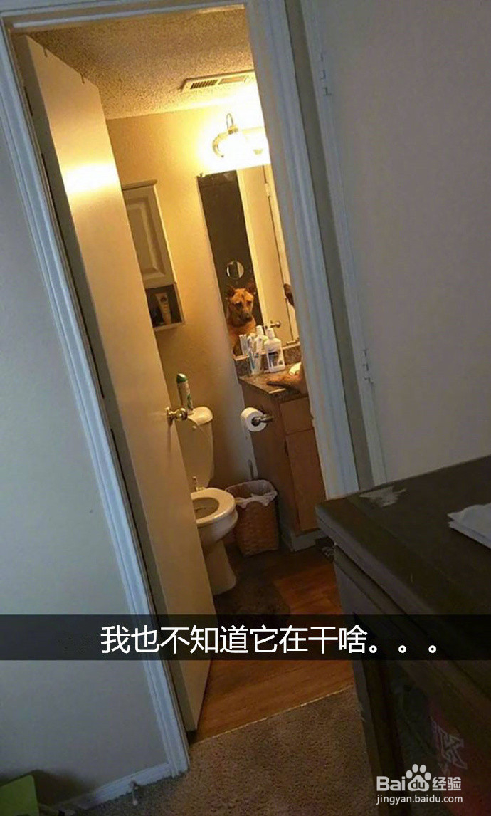 网友拍下的自家蠢汪的搞笑瞬间，这是要成精啊