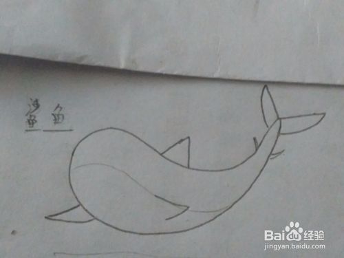 鲨鱼 彩铅绘画详细步骤教程！！