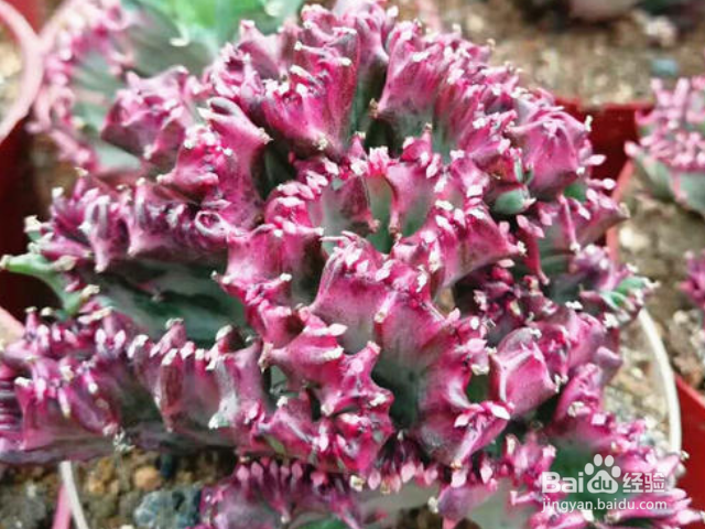 彩麒麟的养殖方法是什么？