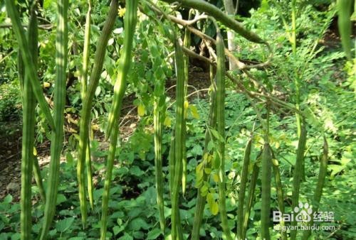 辣木籽怎么吃?且看老农教你怎么吃!