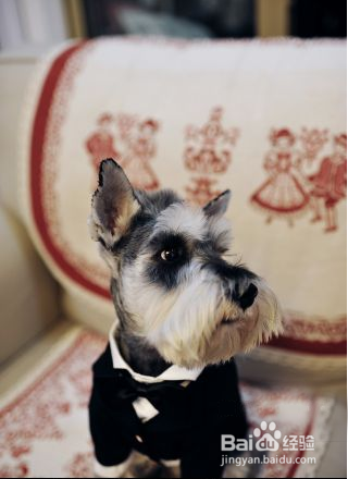 超萌婚礼之史上最帅伴郎团