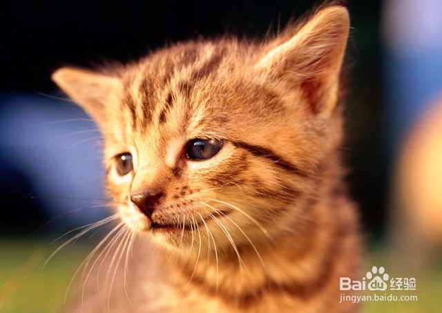 小猫一直叫的原因及解决办法